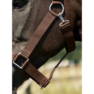 Cabresto castanho em cavalo
