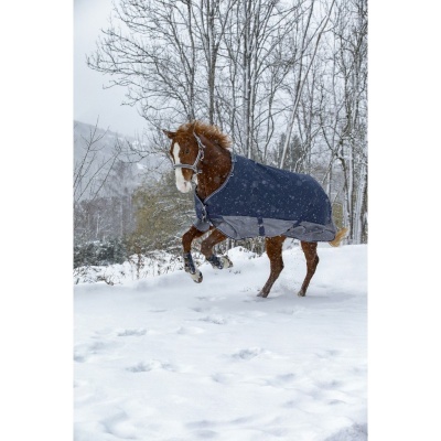 Cavalo castanho com cobertor azul escuro em neve com árvores brancas ao fundo
