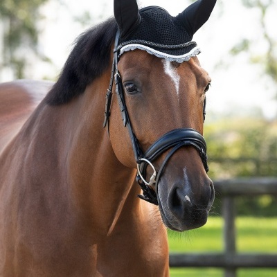 Cavalo castanho com máscara preta e cabresto preto num ambiente exterior