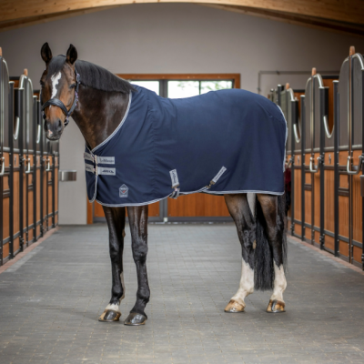 Cavalo com manta azul numa cocheira