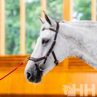 Perfil de cavalo branco com cabresto castanho escuro e corda vermelha num ambiente interno