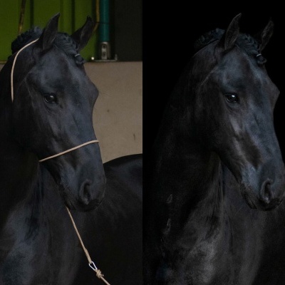 Duas fotos lado a lado de um cavalo preto com corda amarela e fundo variado