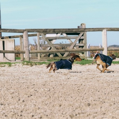 Dois cães pequenos com casacos azuis escuros a correr numa área de areia clara com vedação de madeira ao fundo