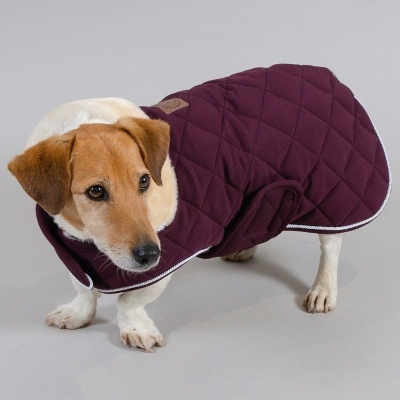 Cão vestido com casaco acolchoado bordeaux e branco