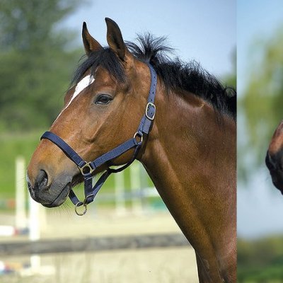 Três cavalos castanhos com cabeçadas azuis claras em perfis laterais