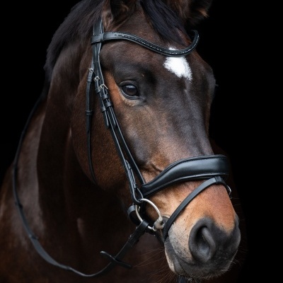 Cavalo castanho com cabresto preto e fundo preto