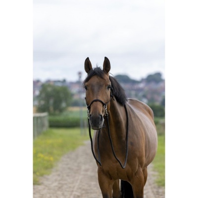 Cavalo castanho com rédeas negras numa estrada de areia ao ar livre