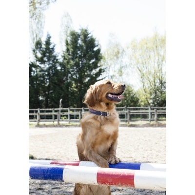 Cão golden retriever com coleira azul a apoiar-se numa barra de salto azul, branco e vermelho ao ar livre