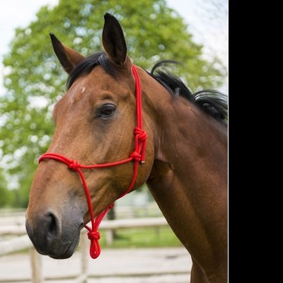 Cavalo castanho com peitoral vermelho ao ar livre, cerca e árvores ao fundo