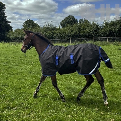 Cavalo com roupa protetora preta e azul num campo verde com árvores e céu azul com nuvens