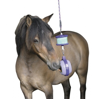 Cavalo castanho brinca com brinquedo pendurado roxo e verde em fundo branco