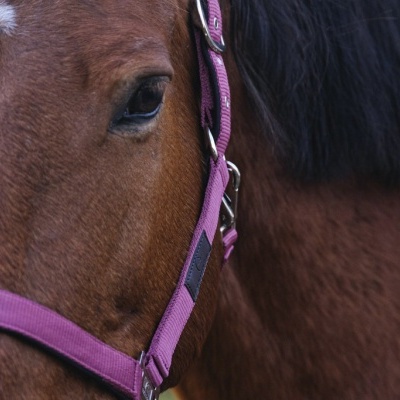 Cavalo castanho com cabresto cor de rosa