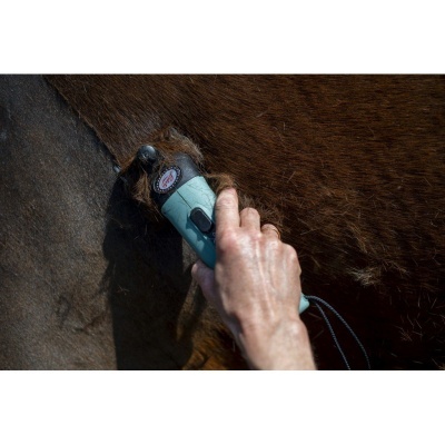 Máquina de tosquiar azul usada para tosquiar cavalo castanho escuro