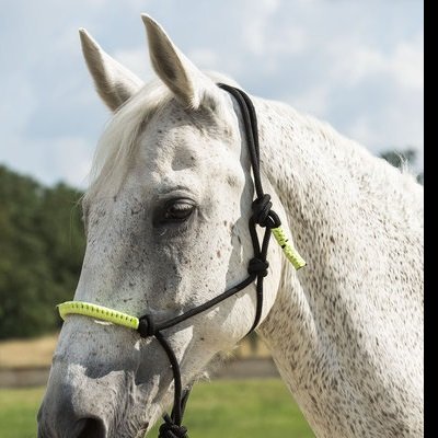 Cavalo branco com rédea preta e detalhes amarelos fluorescentes ao ar livre