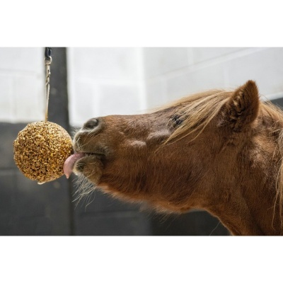 Cavalo castanho a lamber bola pendurada coberta de sementes