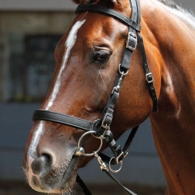 Cavalo castanho com cabresto preto em ambiente interno