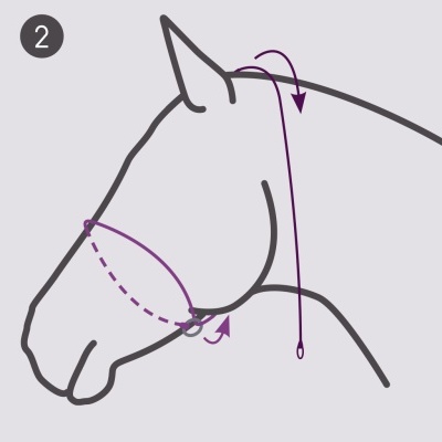 Desenho em linha de perfil de cabeça de cavalo com setas roxas a indicar colocação de cabresto