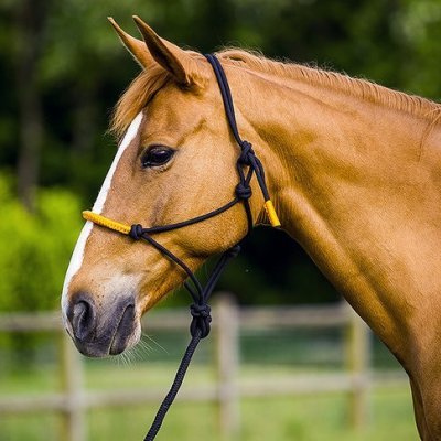 Cavalo castanho com rédea preta e amarela ao ar livre