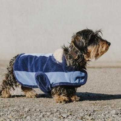 Cão pequeno com casaco azul ao ar livre
