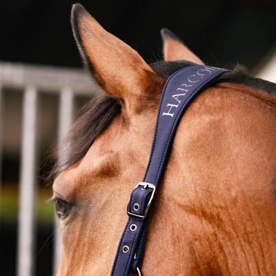 Cabeça de cavalo castanho com arreio azul-escuro em nylon e fivela metálica