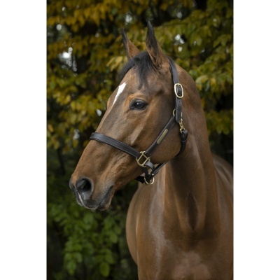 Cavalo castanho com cabeçada preta e fivelas douradas, com vegetação de fundo