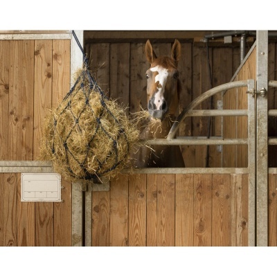 Cavalo numa box de madeira com rede de feno pendurada