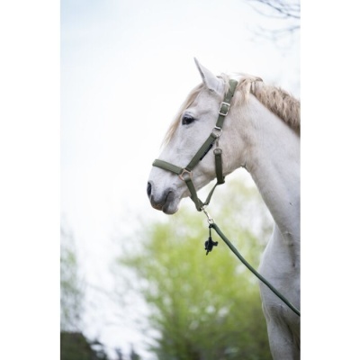 Cavalo branco com peitoral verde em ambiente exterior