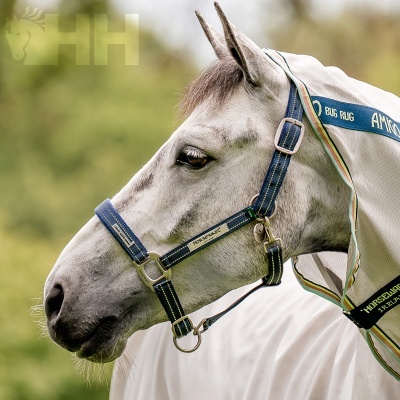 Cavalo branco com manta anti-insetos e cabeçada azul