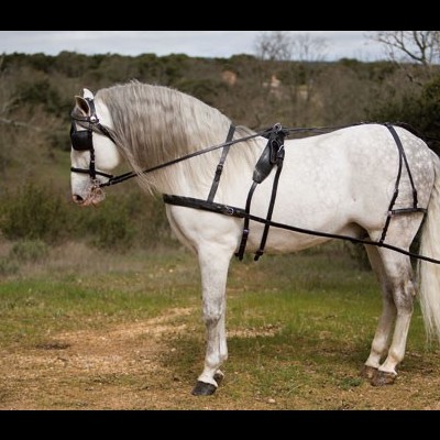 Cavalo branco com arreios pretos numa área ao ar livre