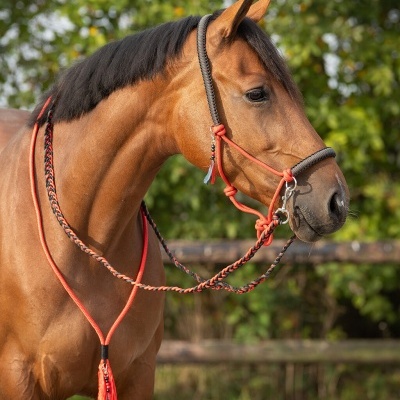 Cavalo castanho com cabresto e rédeas trançadas em corda laranja e preta ao ar livre