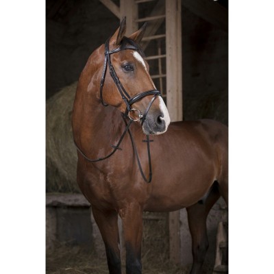 Cavalo castanho com rédea e freio de couro preto num estábulo