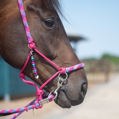 Cabresto colorido em cavalo marrom no exterior