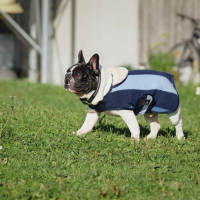 Buldogue Francês com casaco azul ao ar livre na relva