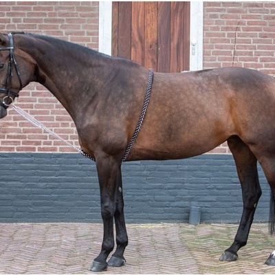 Cavalo castanho com bridão preto em frente a uma parede de tijolos e porta de madeira