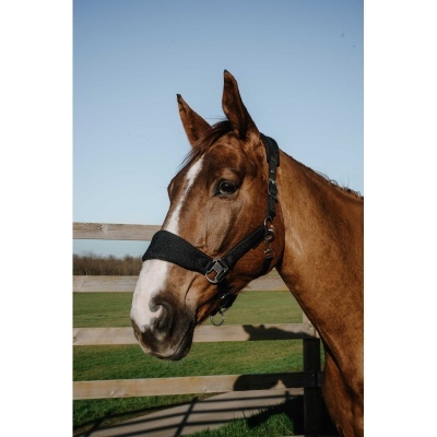 Cavalo castanho com cabresto preto e vedação de madeira ao fundo