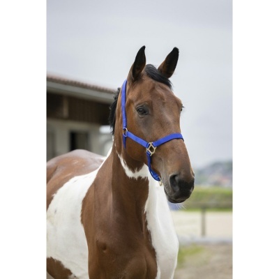 Cavalo castanho e branco com cabresto azul