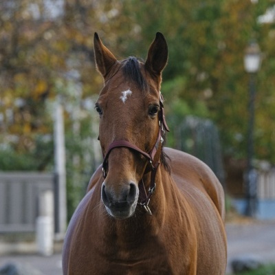 Cavalo castanho com cabresto castanho em ambiente exterior