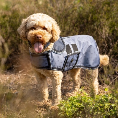 Cão castanho claro com casaco azul claro estampado a andar em ambiente natural