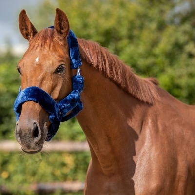 Cavalo castanho com peonça azul de veludo ao ar livre