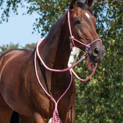 Cavalo castanho equipado com cela e rédea rosa ao ar livre com árvores ao fundo