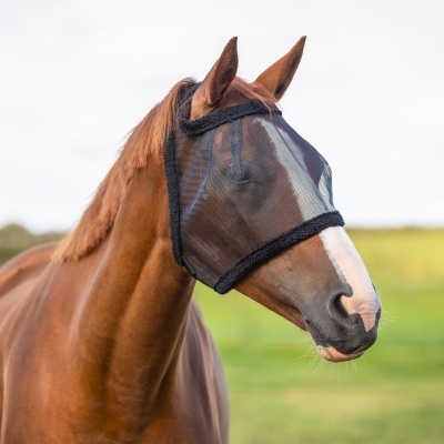 Cavalo castanho com máscara protetora de malha preta em campo verde