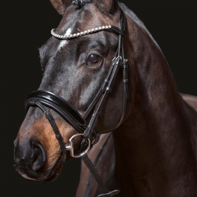 Cavalo com cabresto de pele preta e decoração de pérolas brancas.
