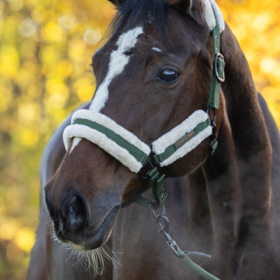 Cavalo castanho com cabresta verde e branco em fundo outonal desfocado