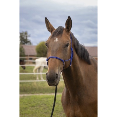Cavalo castanho com blazina azul no focinho em campo verde