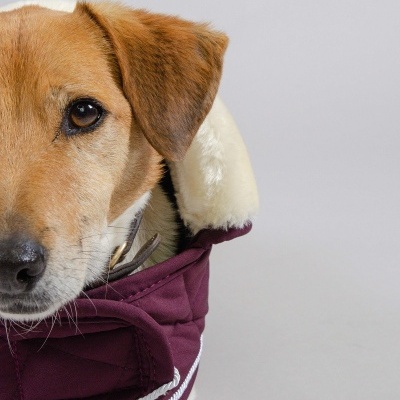 Cão castanho com casaco bordô acolchoado