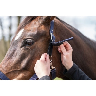 Cabeça de cavalo castanho com cabeçada azul sendo ajustada por uma pessoa