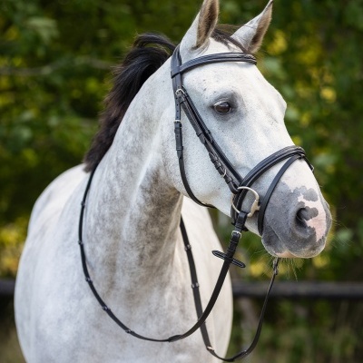 Cavalo branco com sela preta de couro e cabeçada numa área verde
