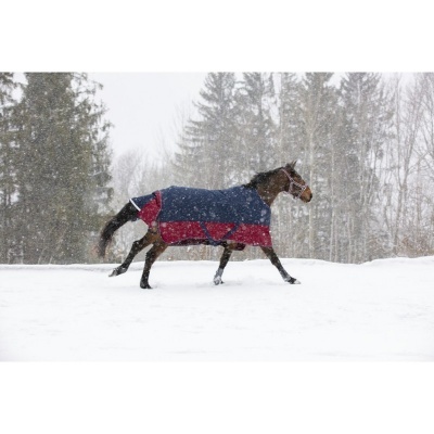 Cavalo a trotar na neve com manta azul e vermelha em floresta com neve