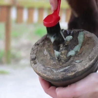 Aplicação de creme StrahlSan na sola do casco de um cavalo com uma escova.