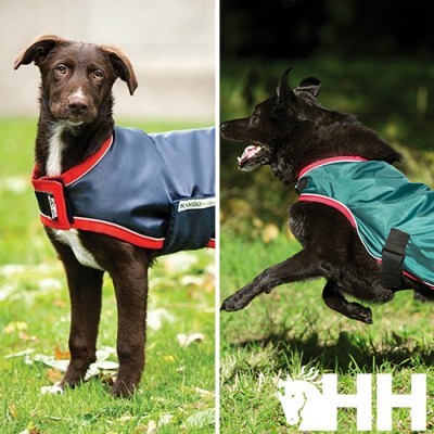 Dois cães com capas impermeáveis coloridas ao ar livre sobre relva